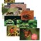 Stages Learning Materials Insects + Bugs Real Life Learning Poster Card Set, Set of 14 SLM-158 - alternate 1